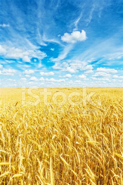 Golden Wheat Field And Beautiful Sky Stock Photo Royalty Free