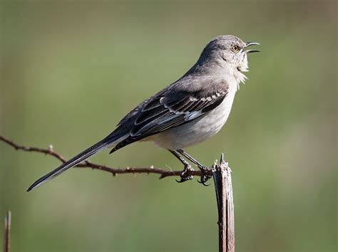 The Mockingbird A Virtuoso Of Variety BirdNote
