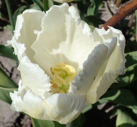 Tulipa Andwhite Parrotand 10 Tulip Andwhite Parrotand Bulbsrhs Gardening