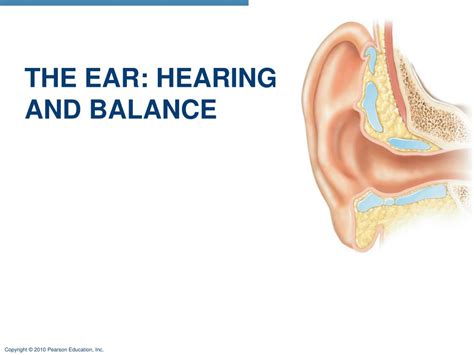 Ppt The Ear Hearing And Balance Powerpoint Presentation Free