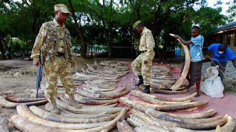 This Woman Killed Hundreds Of Elephants For Their Ivory Cops Finally