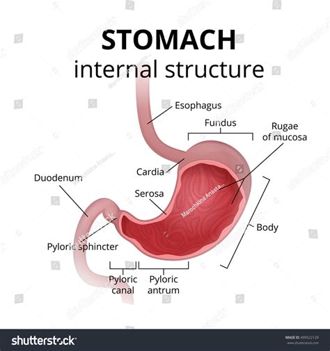 Anatomy Human Stomach Medical Poster Detailed Stock Vector 499522129