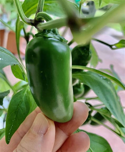 How To Tell When Jalapenos Are Ready To Pick Answering101