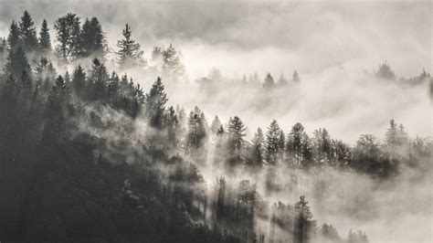 2560x1440 Mist Winter Trees In Mountains 5k 1440p Resolution Hd 4k