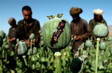 Afghanistan Poppy Cultivation Declines Opium Production Rises Ariana