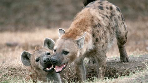 Free Download Hyenas Hyenas Photo X For Your Desktop