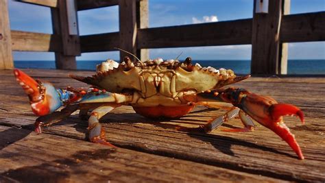 Crab 812 Photograph By Mark Lemmon Fine Art America