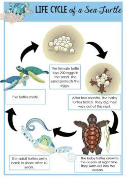 Life Cycle Of A Sea Turtle Life Cycles Sea Turtle Teachers Pay