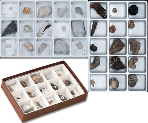 Suncoast Science Center Fossil Specimen Collections | Suncoast Science Center