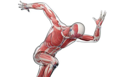 Biomechanics Is The Science Of Movement Of A Living Body Including How