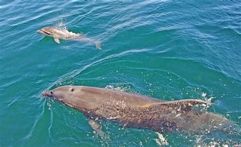 Female Dolphin Calf Named Lana Subicnewslink