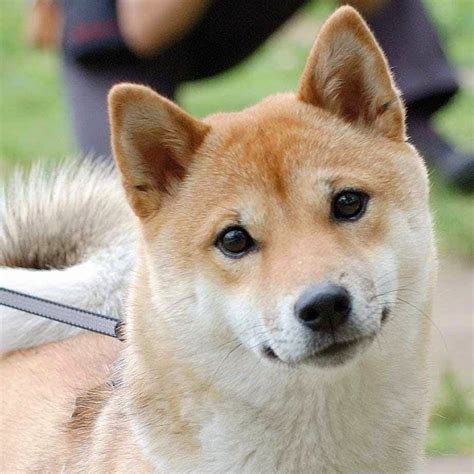 Σίμπα Ίνου Shiba Inu Ένας σκύλος για σένα