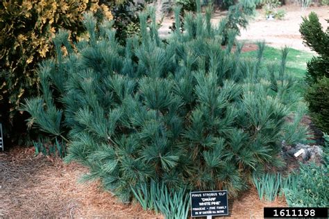Eastern White Pine Pinus Strobus Pinales Pinaceae 1611198