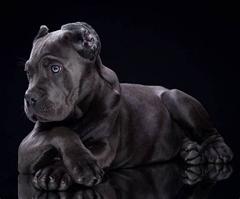 16 Historical Facts About Cane Corso Dods You Might Not Know Page 3
