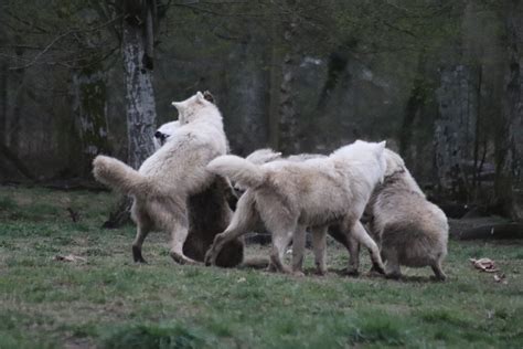 Meute De Loups Arctiques Sylvia Spitz Flickr