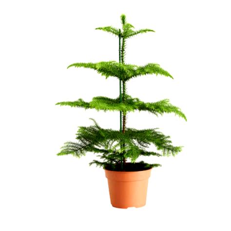 Our decorated trees make easy, festive gifts so that you can share the magic of the season with all. Buy Christmas Tree (1 to 2 Ft) plant online India at ...