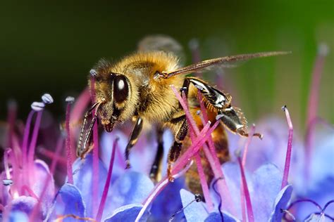Guide for selecting the best australian suited flowers and plants to benefit the bees, pollinators and so we have decided to make life a little easier for our fuzzy friends by planting in our gardens a few bees love this flower and its honey bears a delicate, cucumber flavour. Spreekbeurt bijen :: spreekbeurt-bijen