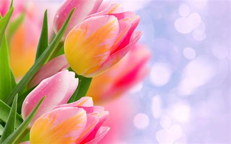 Tulip Flower Wallpapers Top Free Tulip Flower Backgrounds