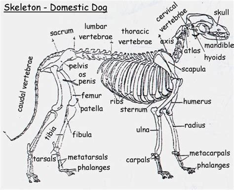 Connect with friends, family and other people you know. coyote diagram | Freshwater Ecology Wiki - raccoon_coyotefinalproj | Animals, Bugs | Pinterest ...