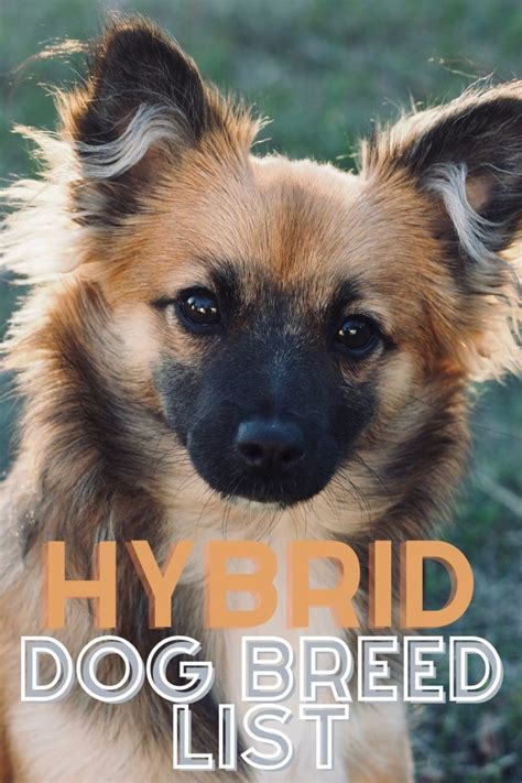 What Are Hybrid Dogs