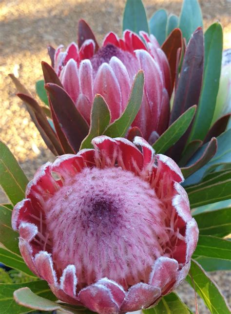 Protea Pink Ice Muchea Tree Farm