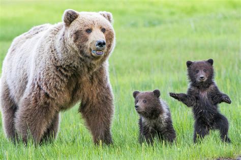 Give Yourself A Round Of A Paws Adorable Bear Cubs Puts On Delightful