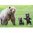 Give Yourself A Round Of Paws Adorable Bear Cubs Puts On Delightful 
