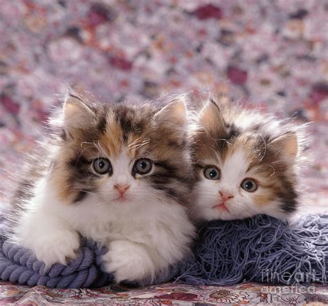 Tortoiseshell And White Persian Kittens Photograph By Jane Burton