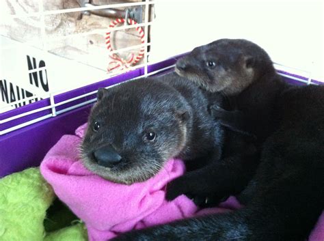 Otter Couple