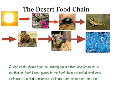 Sahara Desert Food Web Example Food Chain Food Web Desert Biome Food