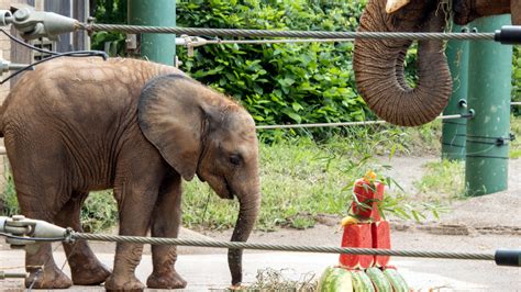 Louisville Zoos Baby African Elephant Fitz Turns 1 Year Old