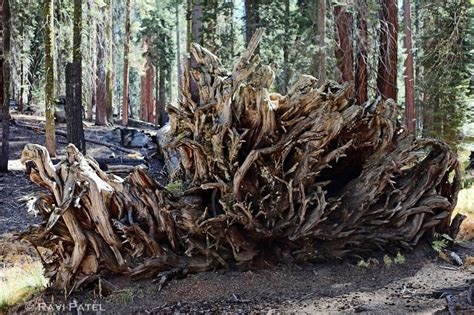 Roots Of A Sequoia Photos By Ravi
