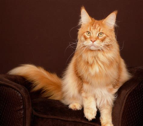 Maine coon cats were originally tabby, and tabby patterns are still among the most popular varieties, but there are also many other colors, ranging from solid black or cream to shaded coats such as red smoke maine coons are known to have masses of personality and for their playful temperament. Sabre - Maine Coon - Urban Paws UK