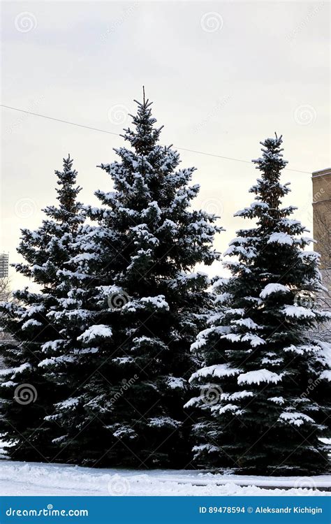 Winter Fir Tree Sunlight Stock Photo Image Of Environment 89478594