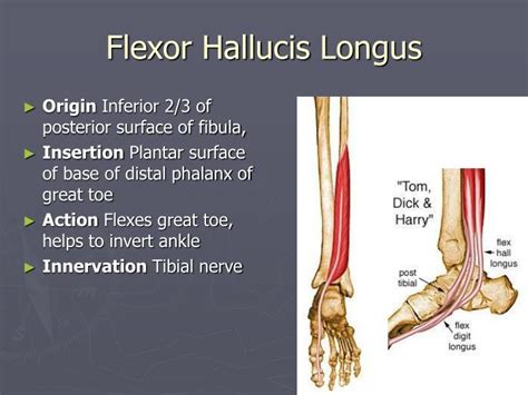 Ppt The Ankle And Lower Leg Powerpoint Presentation Id6690148