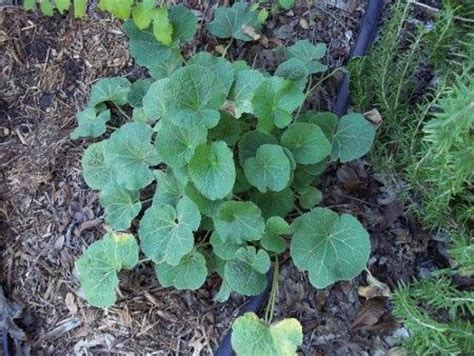 Annuals and herbaceous perennials normal growth submitted about 2 years ago. Why isn't this Hollyhock blooming?