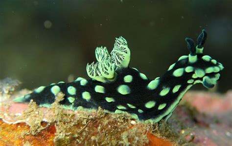 Nembrotha Cristata Nudibranch Photo By Steve Childs Via Wikipedia