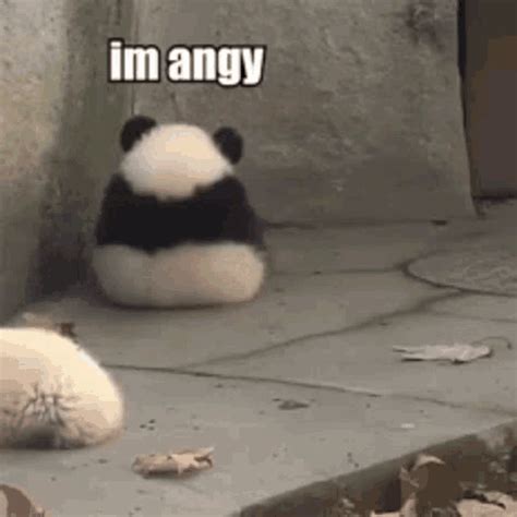 Im Angry Panda Im Angy GIF Im Angry Panda Im Angy Cute Panda