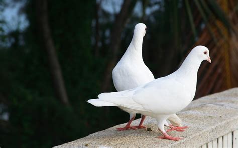 Two White Pigeons Wallpapers And Images Wallpapers Pictures Photos