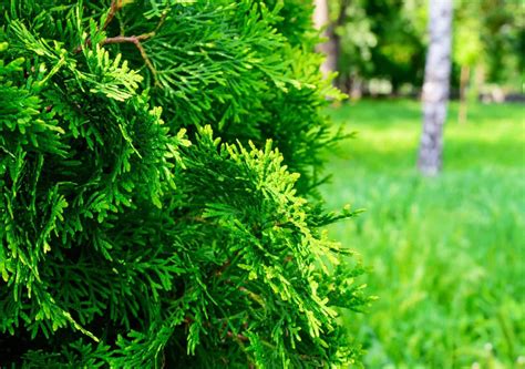 14 Incredible Evergreen Trees For Privacy