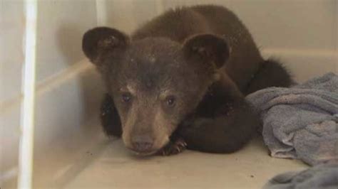 Hungry Bear Cub Found Wandering Texas Neighborhood Abc7 Chicago