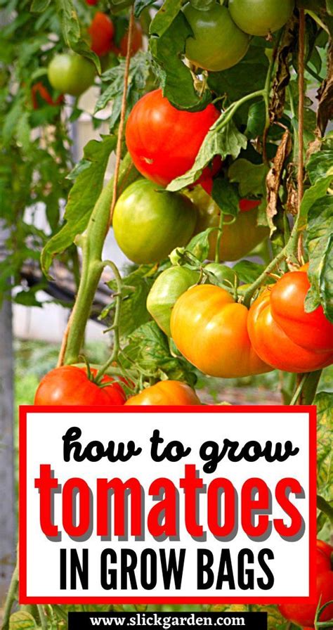 How To Grow Tomatoes In Grow Bags Growing Tomatoes Grow Bags Tomato