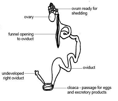 Bird Reproductive Anatomy Diagram