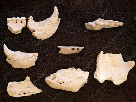 Prehistoric Fossil Bear Jaw Bones Stock Image C0381062 Science