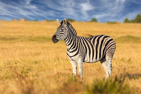 How Many Types Of Zebras Are There? - WorldAtlas.com
