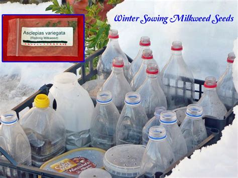 Winter Sowing Milkweed Seeds Part 1 Supply Checklist