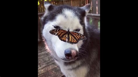 Husky Has Adorable Reaction To Butterfly Landing On Her Nose Youtube