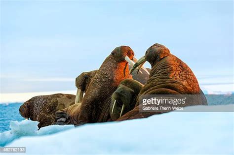 Walrus Russia Fotografías E Imágenes De Stock Getty Images