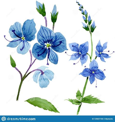 Scan of 2 d images in the public domain believed to be free to use without restriction in the us. Watercolor blue Veronica flower. Floral botanical flower ...