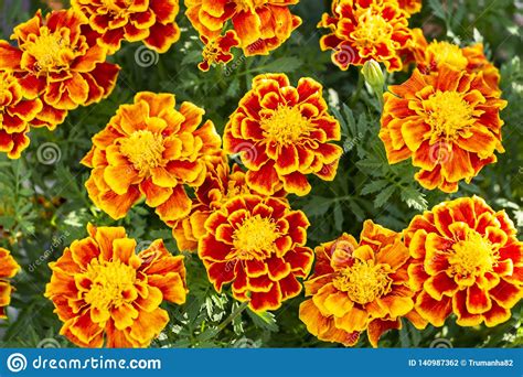 Orange And Yellow Marigold Flowers Stock Photo Image Of Bloom